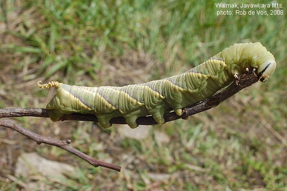 Mayo kiyimida chayqalish